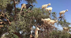 Goats in a tree