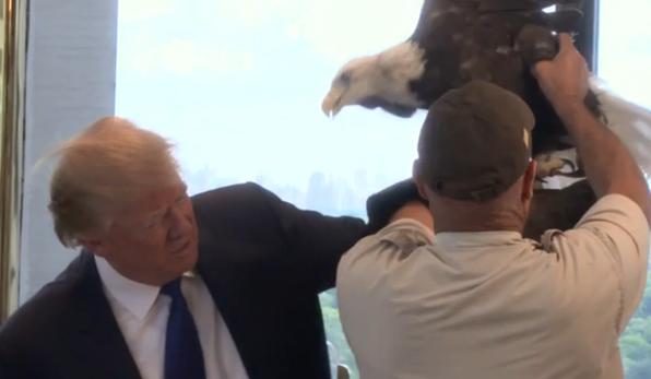 Donald Trump eagle attack