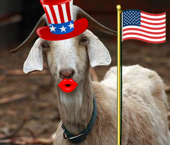 american goat