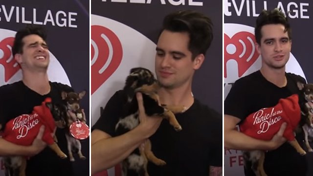 brendon urie puppies
